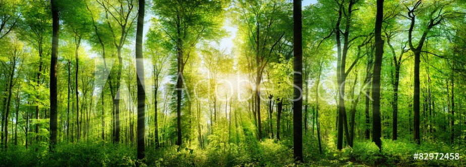 Picture of Wald Panorama mit Sonnenstrahlen